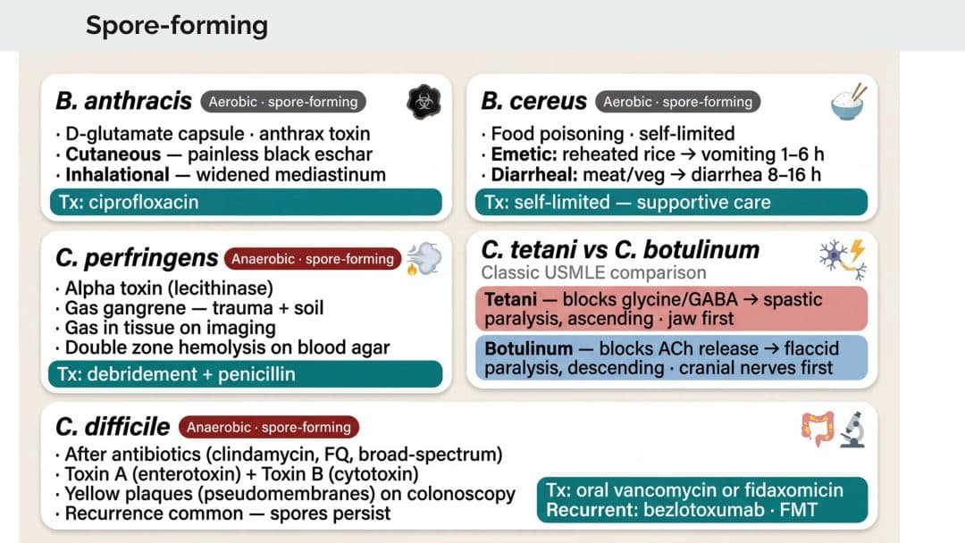 Staphylococcus — key species