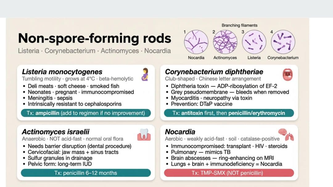 Staphylococcus clinical manifestations